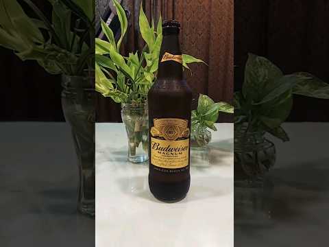 Budweiser Magnum beer asmr without mic #beer #asmr #shortsfeed