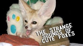 What do Fennec Foxes Sound Like?