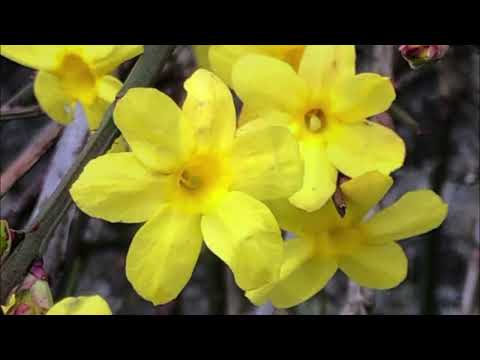 李香蘭  - 迎春花  Li Xianglan – Winter Jasmine