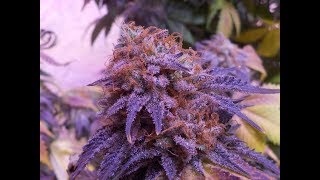 Half Pound Plant less then 2 ft tall