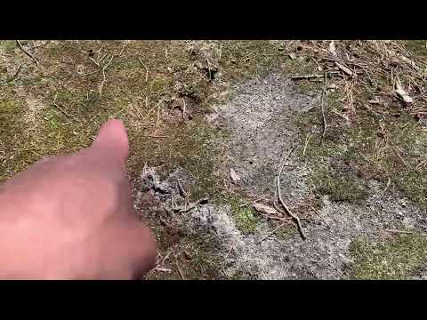 The Most Effective Way to Eliminate Moles in Pennington, NJ