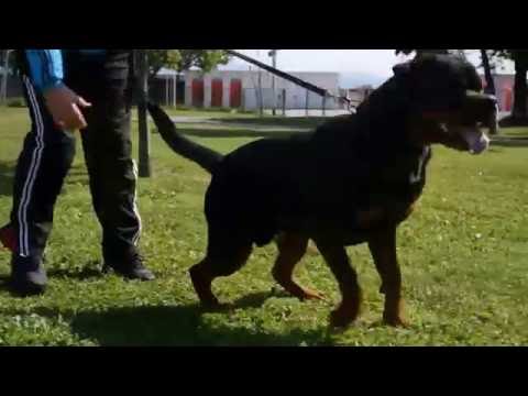 Erick vom Granitkopf