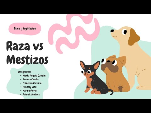 Podcast: Raza vs Mestizos - Ética y legislación 2024