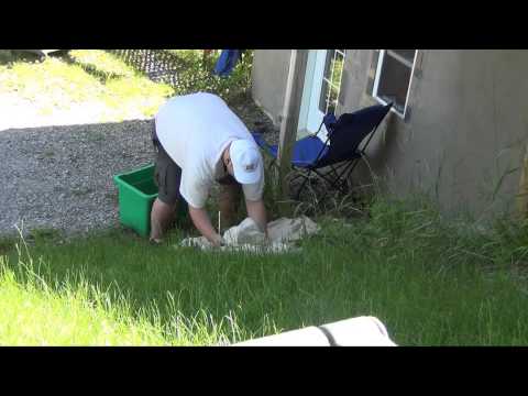 comment soigner oiseau blessé