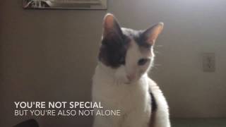 "Kingston Vale" - Lifted Bells (Lyric Video)