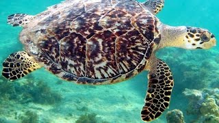 Animales con brújula