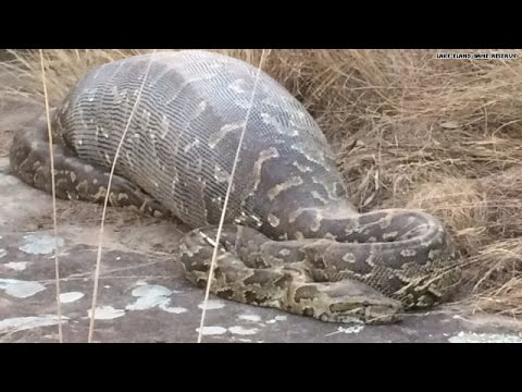 Python eats porcupine, instantly regrets it