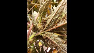 Rice root aphid in medical cannabis