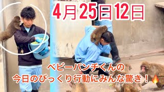 2026年4月25日ベビーパンチくんの今日のびっくり行動にみんな驚き！🔥
