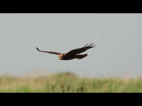 Marsh Harrier, Cley, Norfolk, 6/7/25