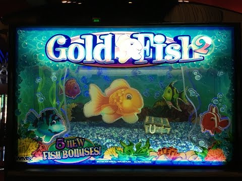 Gold Fish 2 LIVE PLAY   Slot Machine at Harrah's SoCal - YouTube