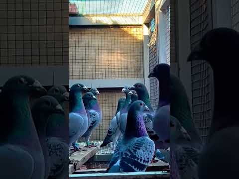#kalapati #pipa #howtotrainpigeons #racingpigeon #longdistance #shortsvideo