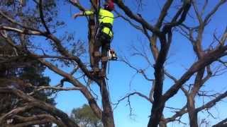 preview picture of video 'Frankston Tree Lopping'