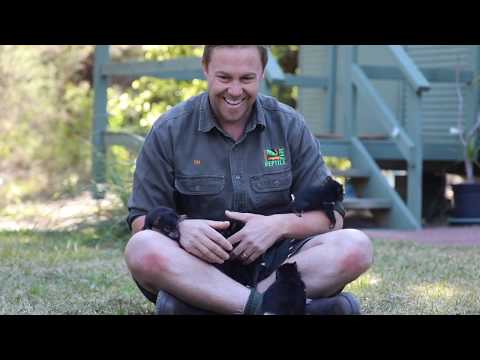 TASMANIAN DEVIL JOEY PLAYTIME!