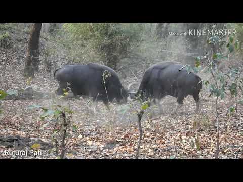 Combat de gaurs dans un parc national Indien !