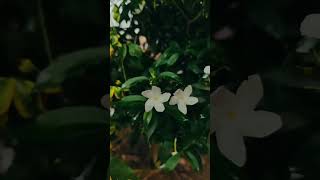 Download lagu Aisi Kabhi 🤗Pehle Hui Na Thi Khwashien💔 Song Status whatsapp status #video #shorts #status #sadstatu mp3 Download lagu Aisi Kabhi 🤗Pehle Hui Na Thi Khwashien💔 Song Status whatsapp status #video #shorts #status #sadstatu mp3