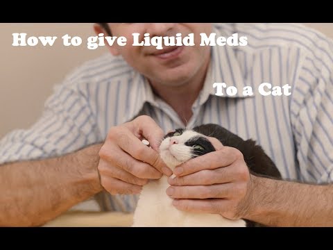 How to give liquid medication to a cat