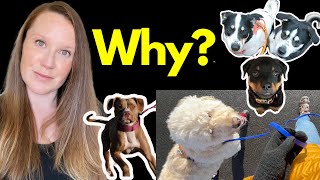 Why Do I Make *FREE* Force Free Dog Training Tutorials?