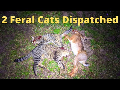 Shooting Feral Cats Istead Of Pigs