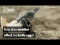 How Does Weather Affect Sea Turtle Eggs Natural History Museum