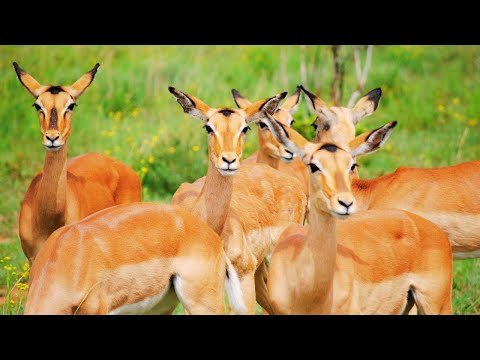 Breeding Herd of Female Impala Gazelles