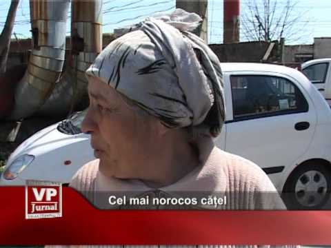 Cel mai norocos cățel