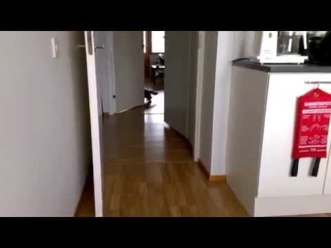 Zoya the cat fetches a pen