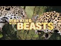 Walking With Beasts Parody Of Walking With Beasts Opening