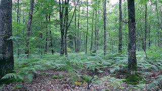 THE ORCHID _ PREMIER ALBUM _ Annonce