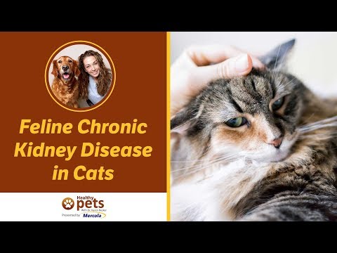 Feline Chronic Kidney Disease in Cats