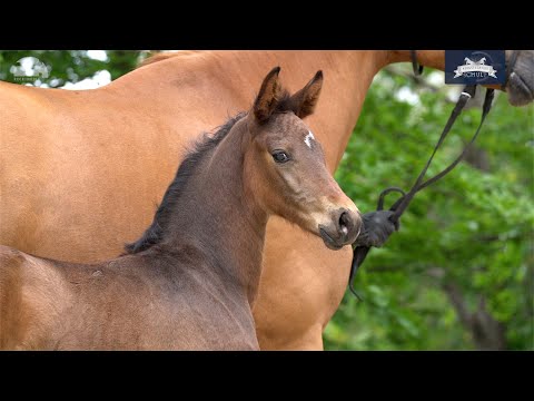 Stutfohlen v. Valdiviani - Lord Loxley - Goldschmied