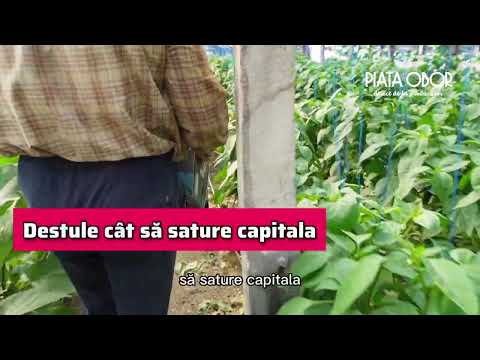 Reportaj „Acasă la producători” 4.2. - Stoian Ion, Gostinari