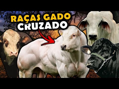 9 RAÇAS de GADO de CRUZAMENTOS - GADO DE CORTE E LEITE