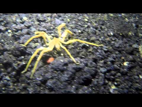 image-Are sea spiders really spiders?