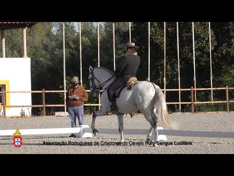201017  1 Luar da Caniceira - Aprovação de Garanhões