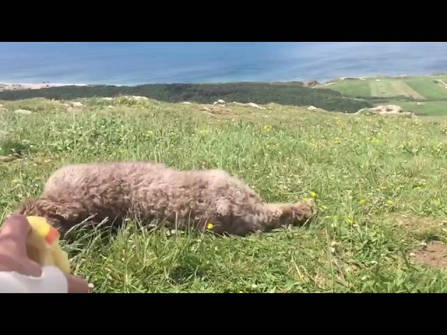 Vídeo relacionado con Auroriel 12 Pares de Clip de Oreja para Niñas, Conjunto de Pendientes Sin Perforación con Almohadillas de Oreja, Dulce Diseño de Mariposa, Conejo y Arcoíris, Joyería de C