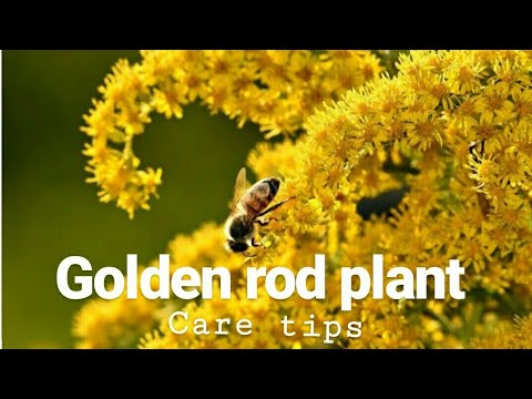 image-What time of year does goldenrod bloom?