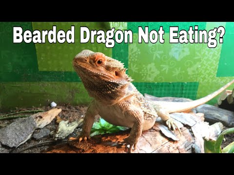 download lagu mp3 mp4 Beardie Not Eating, download lagu Beardie Not Eating gratis, unduh video klip Beardie Not Eating