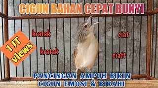 Download lagu PANCINGAN CIGUN PAUD MEMANGGIL LAWAN AMPUH AGAR CIGUN BAHAN CEPAT BUNYI mp3 Download lagu PANCINGAN CIGUN PAUD MEMANGGIL LAWAN AMPUH AGAR CIGUN BAHAN CEPAT BUNYI mp3