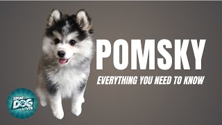 Pomsky Dog Breed Guide | Dogs 101 - Pomeranian Husky Mix