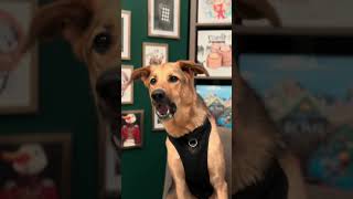 Dog Board Games: A Paws-on Review