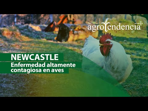 , title : 'Qué es la enfermedad de Newcastle y cómo se desarrolla'