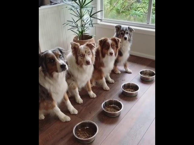 Вот это воспитание!