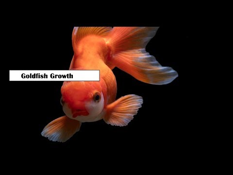 , title : 'BREEDING GOLDFISH IN OUTDOOR SYSTEM  | GOLDFISH GROWTH FEATURES'