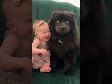 #Dogs  #fypシ゚viralシ #lifewithshadow #husky #viralpost #funny #reels #shorts