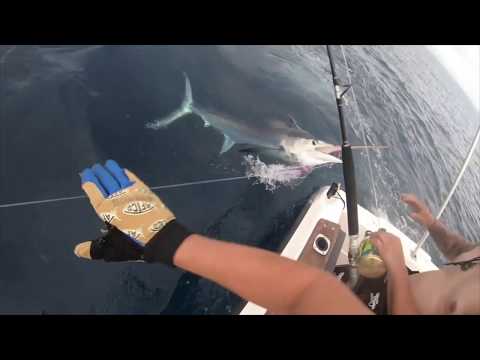 Hokianga Marlin 4/4/4 Feb 2020