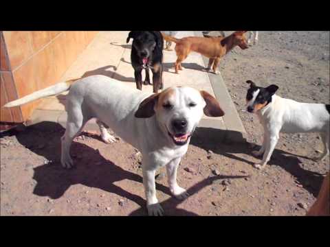 download lagu mp3 mp4 Perrilos, download mp3 Perrilos free download mp3, download mp3 Perrilos
