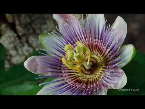 Ensoul feat. Rachael Sprigg - Wild (Original Mix)