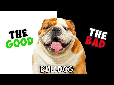 BULLDOG - PROS & CONS