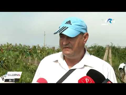 Dezastru în stațiunea de cercetare viticolă de la Târgu Bujor după o vijelie cu grindină